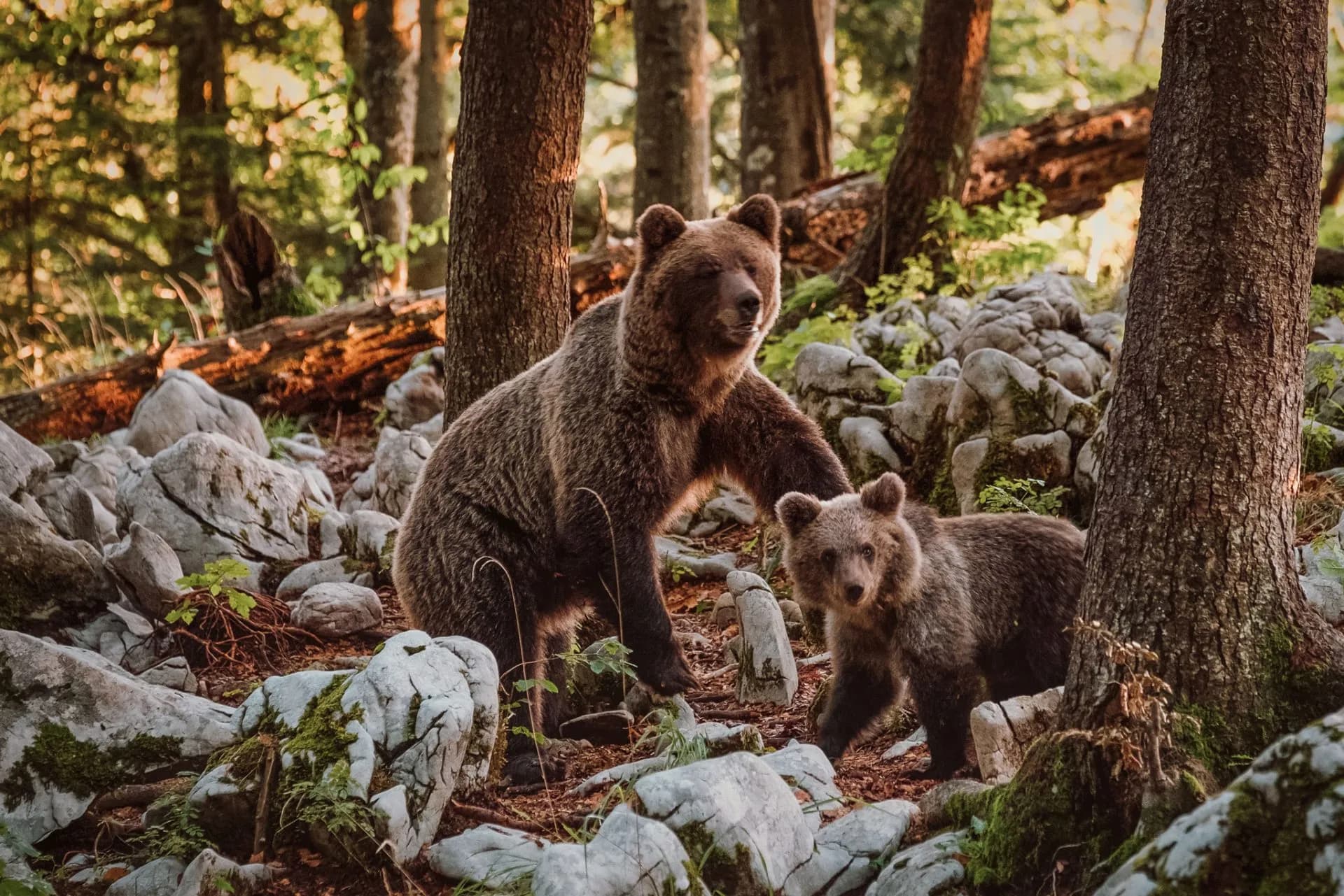 Brown bear and cub among mossy rocks and trees in a Slovenian forest.