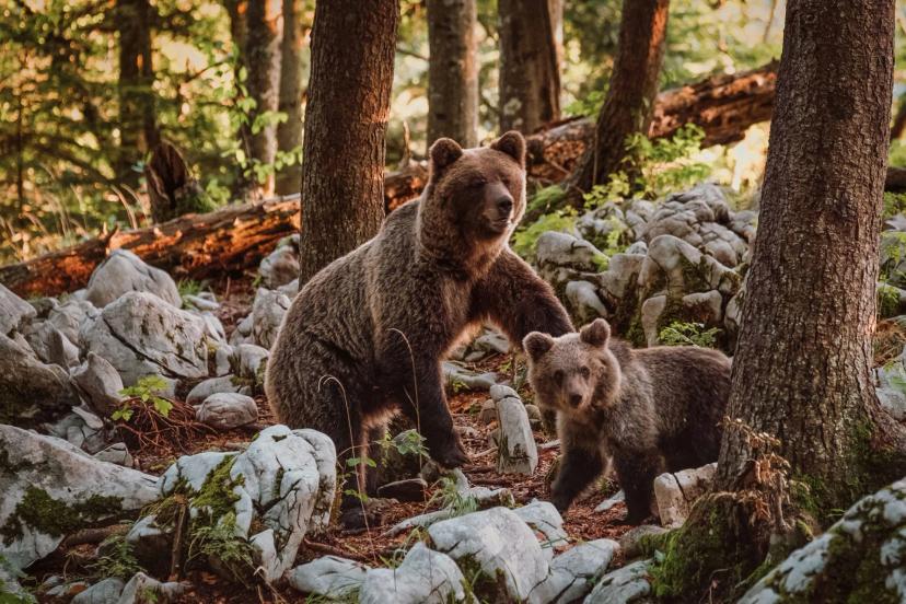 Bear Watching Slovenia